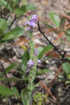 Chapman's blazing star